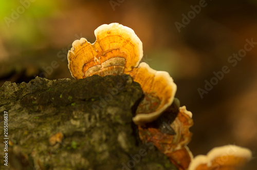 Принти на полотні Orange bracket fungi emerging from behind a mossy decaying log, illuminated against a softly blurred woodland background