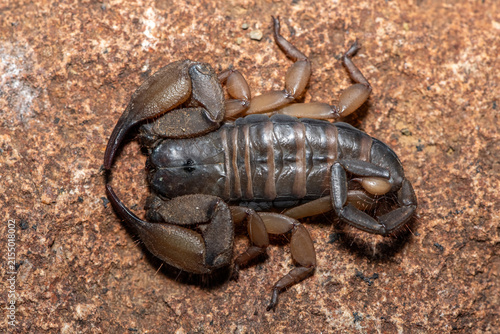 Fotografie A large Tugela Rock Scorpion (Hadogenes trichiurus pallidus), a member of the African flat scorpions