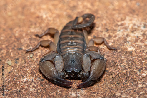 Fotografie A large Tugela Rock Scorpion (Hadogenes trichiurus pallidus), a member of the African flat scorpions