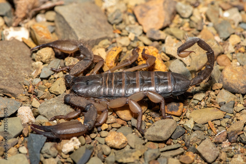 A large Tugela Rock Scorpion (Hadogenes trichiurus pallidus), a member of the African flat scorpions. Mildly venomous scorpion endemic to central KwaZulu-Natal