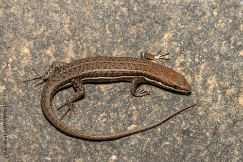 фотографія A cute Variable Skink (Trachylepis varia) basking on a rock surface, in KwaZulu-