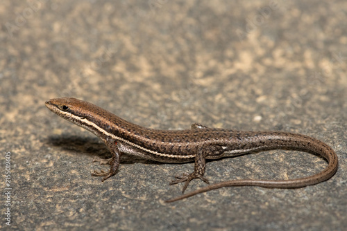 Photography A cute Variable Skink (Trachylepis varia) basking on a rock surface, in KwaZulu-
