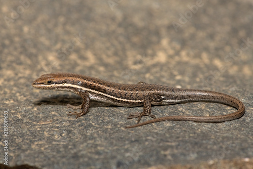 Photography A cute Variable Skink (Trachylepis varia) basking on a rock surface, in KwaZulu-