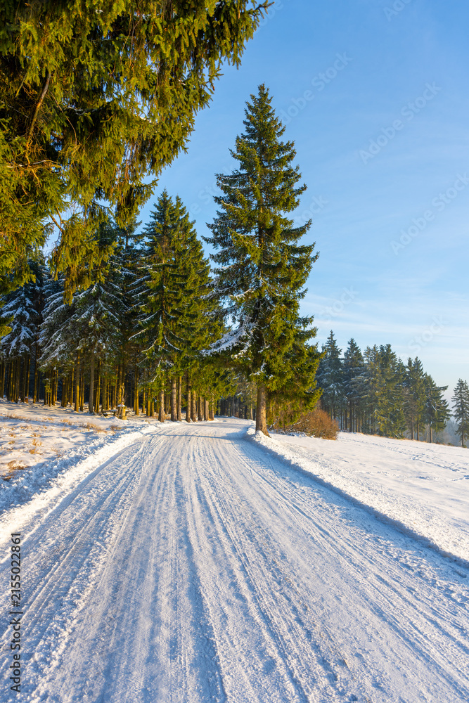 Obraz premium A road covered in snow runs through a wooded area. Tall trees line both sides, showing signs of winter with snow on their branches. The sky is clear and bright.