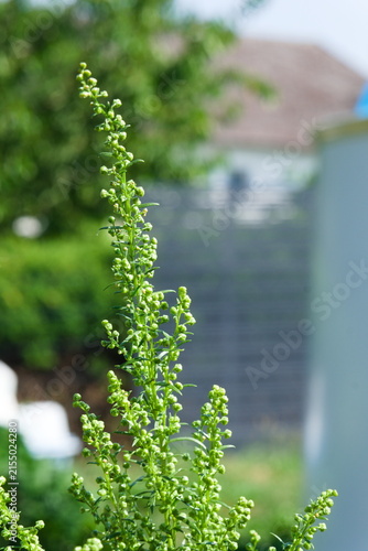 Close-up of blooming tarragon tip