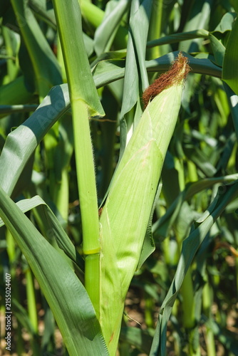 Close-up corn ear on plant stem