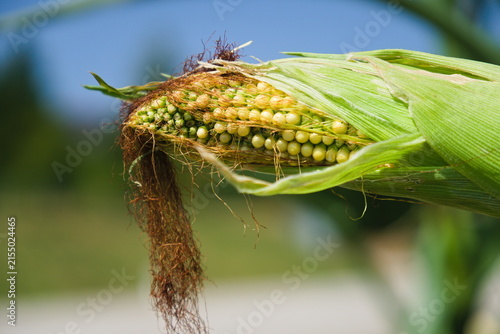 Ripening corn ear close-up with soft background