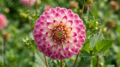 Pink dahlia flower close up in garden setting with foliage background