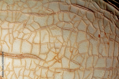 Картината върху платно texture of cucumis melon
