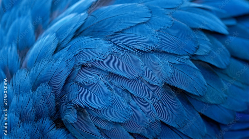 Obraz premium Parrot feathers overlapping in close up texture study