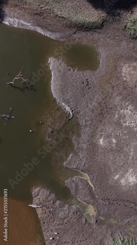 crocodile getting into river