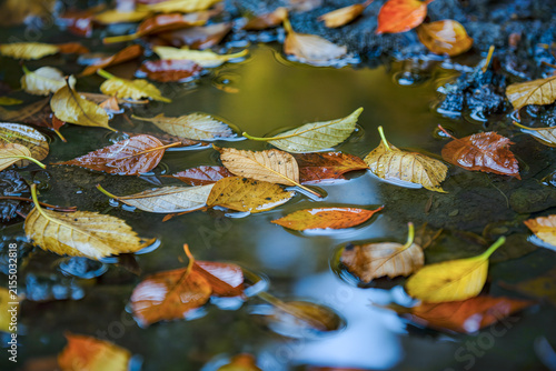 Colourful autumn leaves floating on the surface of a puddle after rain, close up fall nature background