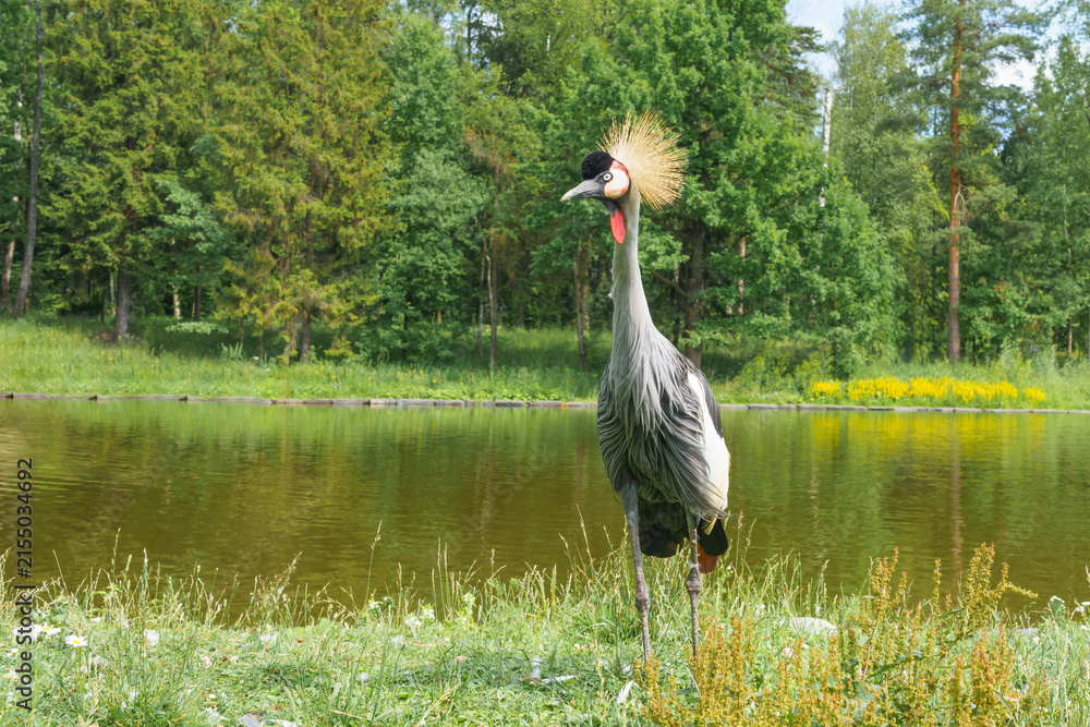Obraz premium Exotic elegant grey crowned crane with a striking golden crown standing gracefully near a serene pond surrounded by lush greenery and wildflowers in a natural habitat setting