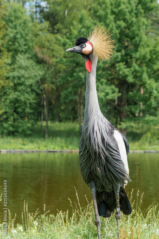 Obraz premium Exotic grey crowned crane with a striking golden crown standing gracefully near a tranquil body of water surrounded by lush green vegetation in a natural habitat
