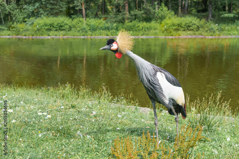 Obraz premium Exotic grey crowned crane with a striking golden crown standing on green grass near a tranquil pond surrounded by lush vegetation and trees in a natural setting
