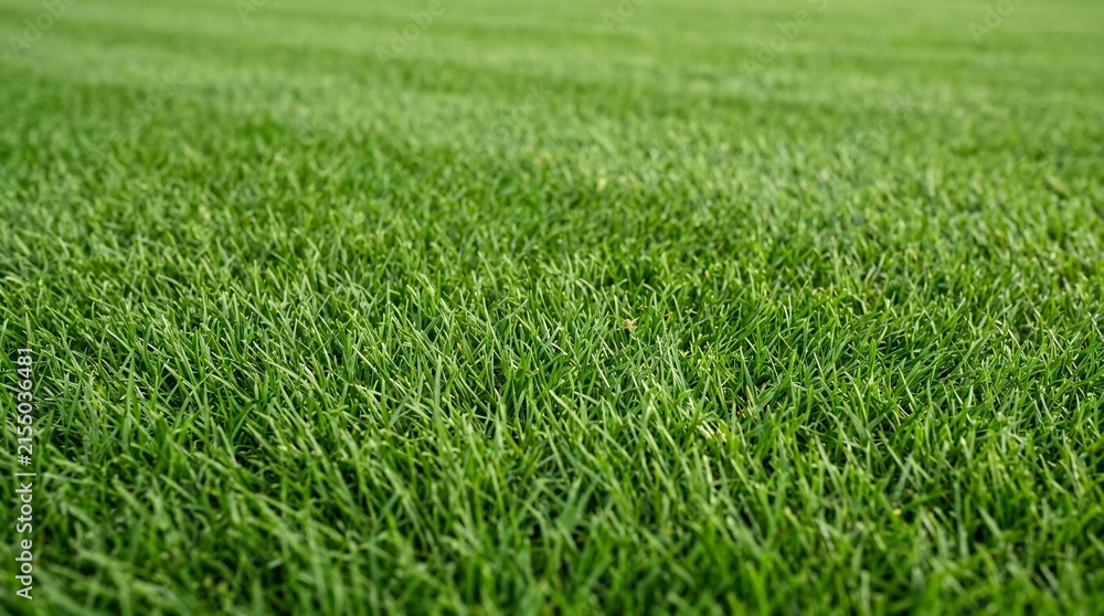 Obraz premium Close-up of lush green grass texture with natural sunlight highlighting fresh lawn detail 