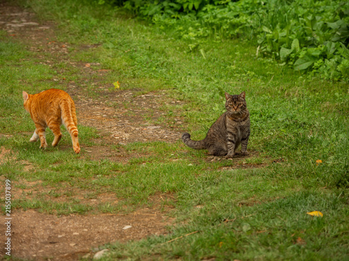 Photography Two cats sit on grassy path