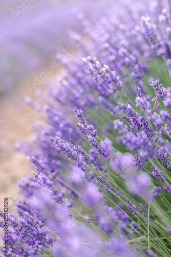 Sunset over a summer lavender field. Landscape with rows of lavender fields