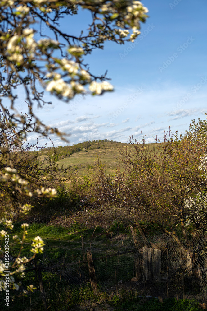 Fototapeta premium Spring blossom landscape with rolling green hills under blue sky. White flowering tree branches frame rural countryside view