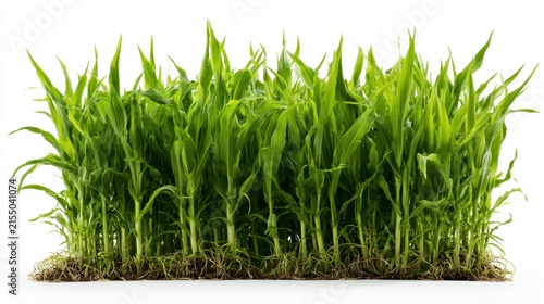 Green fodder corn shoots growing in row with roots isolated on white background