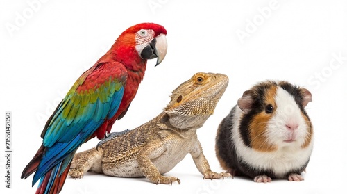 diverse group of pets including colorful macaw parrot, bearded dragon lizard and cute guinea pig isolated on white background. exotic animal veterinary care. banner, website header, copyspace.