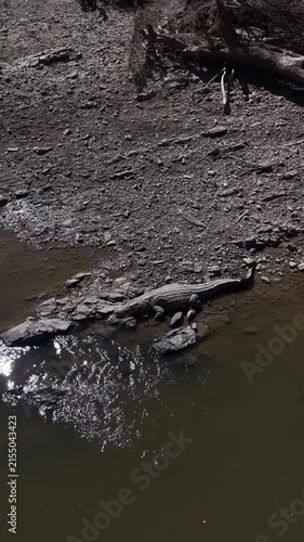 crocodile getting into the a river