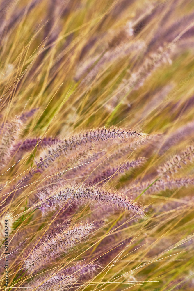 Naklejka premium Close Up Fuzzy Ornamental Grass Purple Plumes Soft Focus Natural Texture