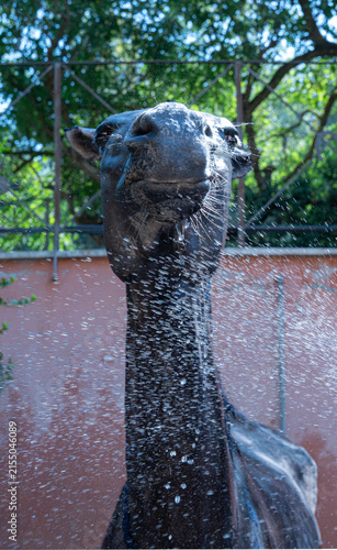 Portrait of a Horse Being Hosed Down