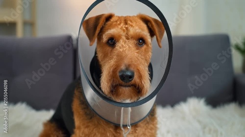 Airedale terrier wearing protective e-collar recovers indoors on soft neutral backdrop