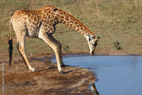 Photography Giraffe / Giraffe / Giraffa camelopardalis