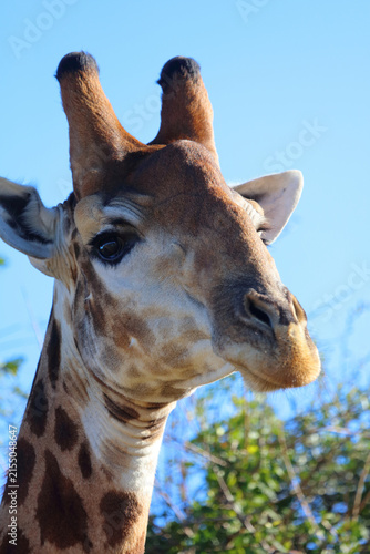 Fotografía Giraffe / Giraffe / Giraffa camelopardalis