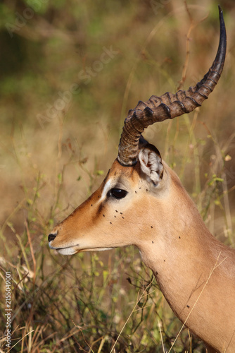Fotografie Schwarzfersenantilope / Impala / Aepyceros melampus