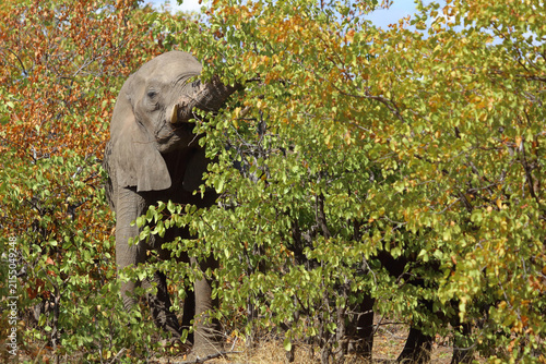 Canvas Print Afrikanischer Elefant / African elephant / Loxodonta africana