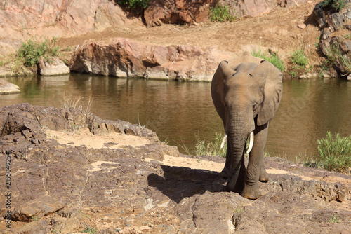 Canvas Print Afrikanischer Elefant / African elephant / Loxodonta africana