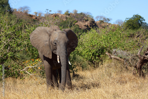 Photography Afrikanischer Elefant / African elephant / Loxodonta africana