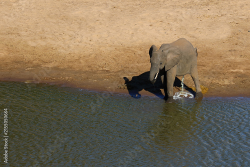 Afrikanischer Elefant / African elephant / Loxodonta africana
