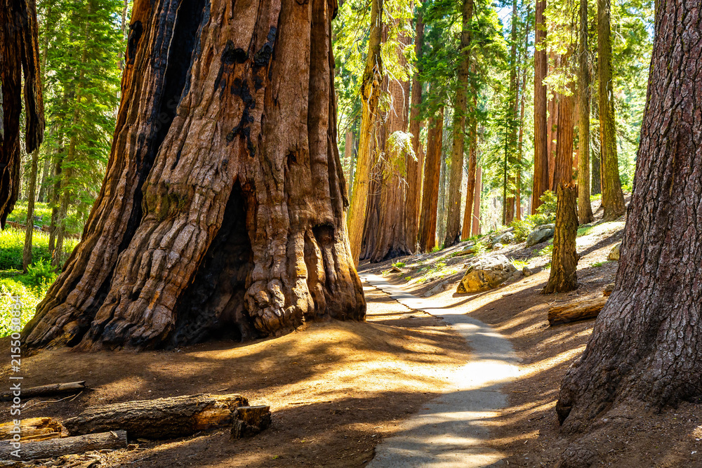 Obraz premium Giant sequoias tower along Congress Trail path