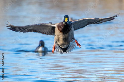 Mallard duck flying over water during daytime near a calm lake with more ducks in the background