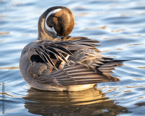 Bird preening its feathers while floating on the water during a sunny day