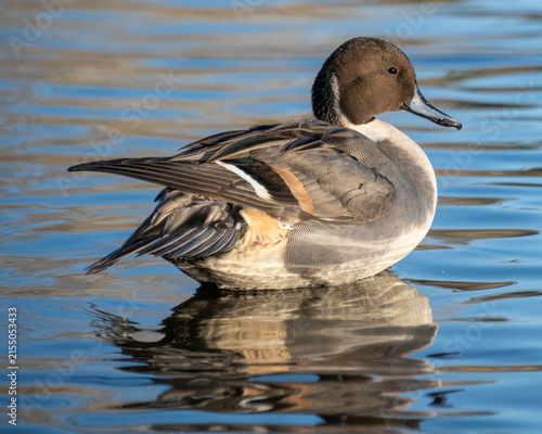 Northern pintail duck swims on calm water in a natural setting during daylight