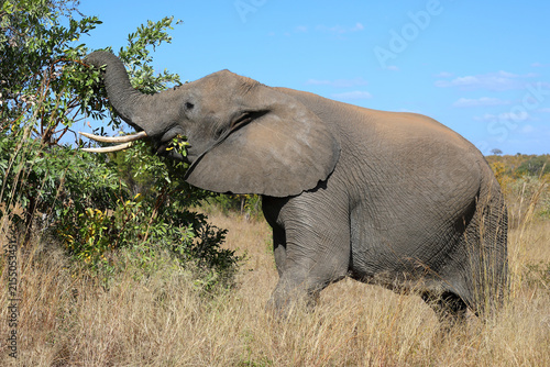 Canvas Print Afrikanischer Elefant / African elephant / Loxodonta africana