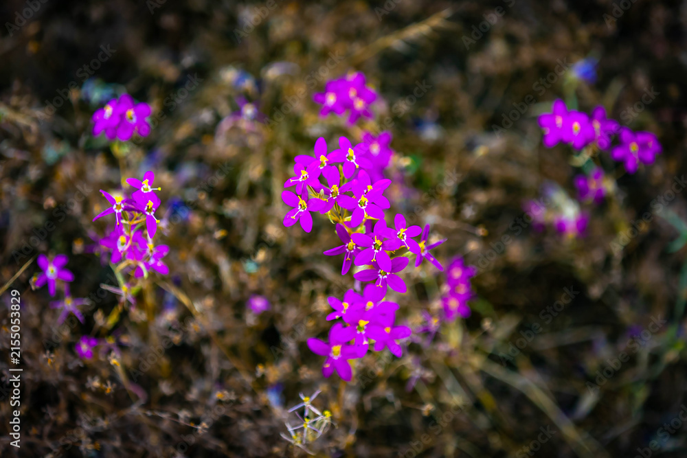 Obraz premium California Centaury wildflower blooms native portrait