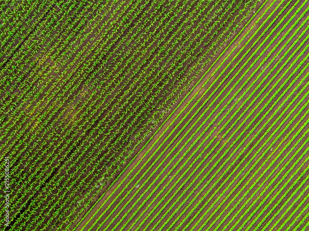 Obraz premium Aerial view of agricultural fields showing different crops
