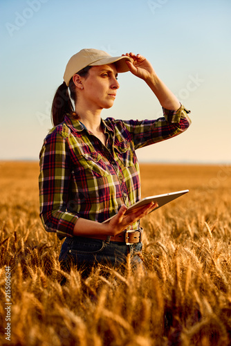 Female farmer using digital tablet in wheat field at sunset, monitoring crop