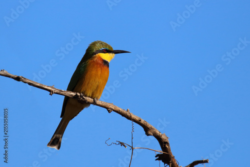 Fotografie Zwergspint / Little bee-eater / Merops pusillus