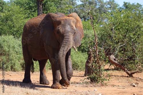 Photography Afrikanischer Elefant / African elephant / Loxodonta africana