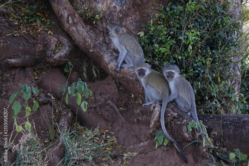 Canvas Print Grüne Meerkatze / Vervet monkey / Cercopithecus aethiops