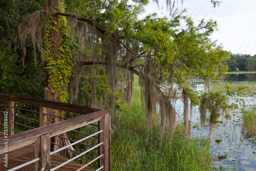 Boardwalk through Cypress trees draped with Spanish Moss in Florida