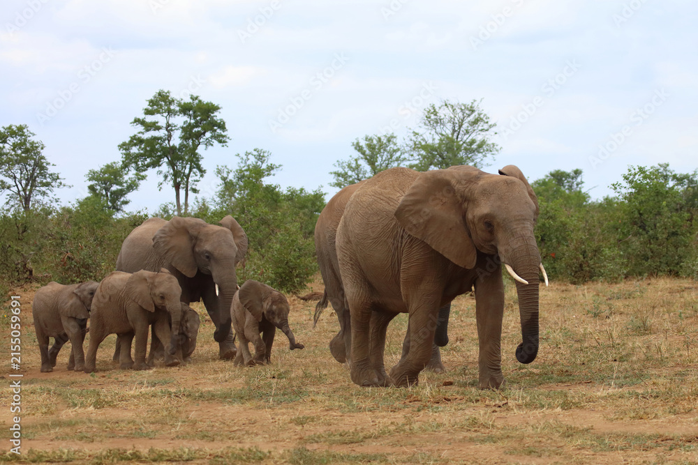 Fototapeta premium Afrikanischer Elefant / African elephant / Loxodonta africana