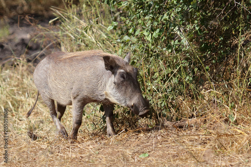 Warzenschwein / Warthog / Phacochoerus africanus